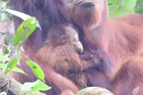 orangutang unge