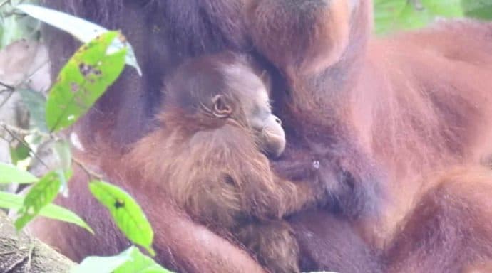 orangutang unge