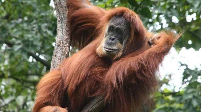 Sumatra-orangutang (Foto: Greg Hume/Wikimedia Commons)