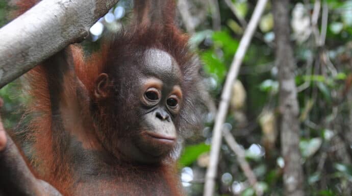 12 orangutanger räddade under 2020