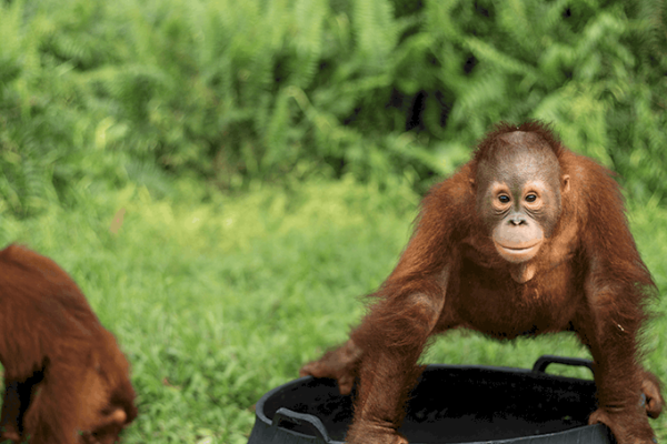Orangutangernas Djungelskola