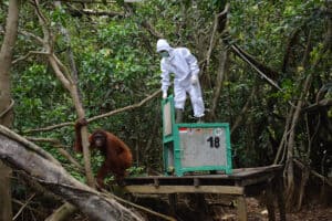 Tre orangutanger får nu sin fristad