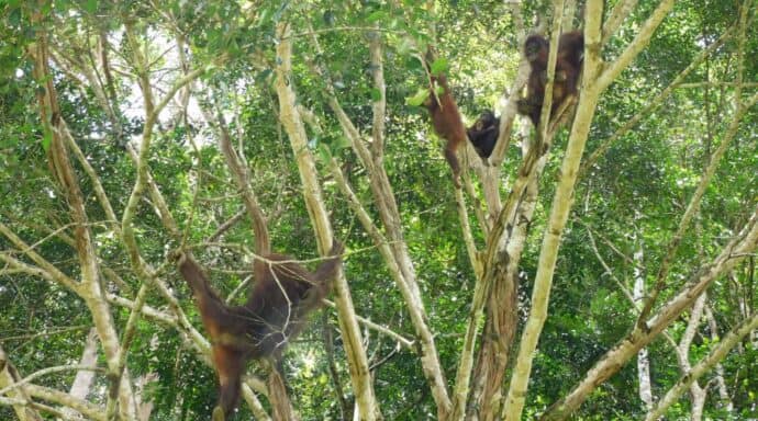 Vilda orangutanger