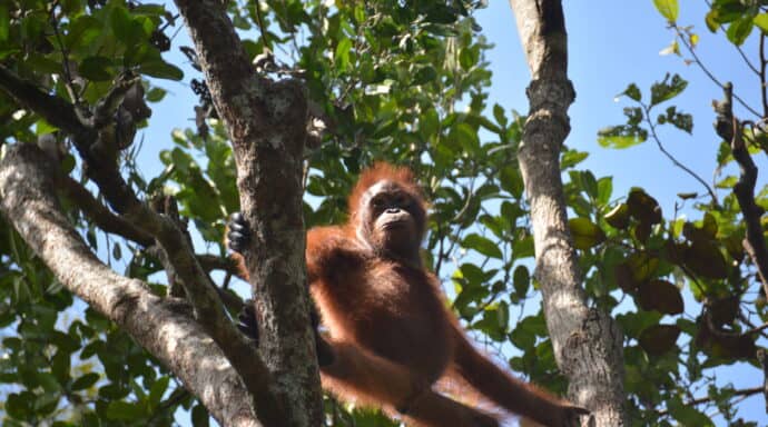 Orangutangernas muskelmassa