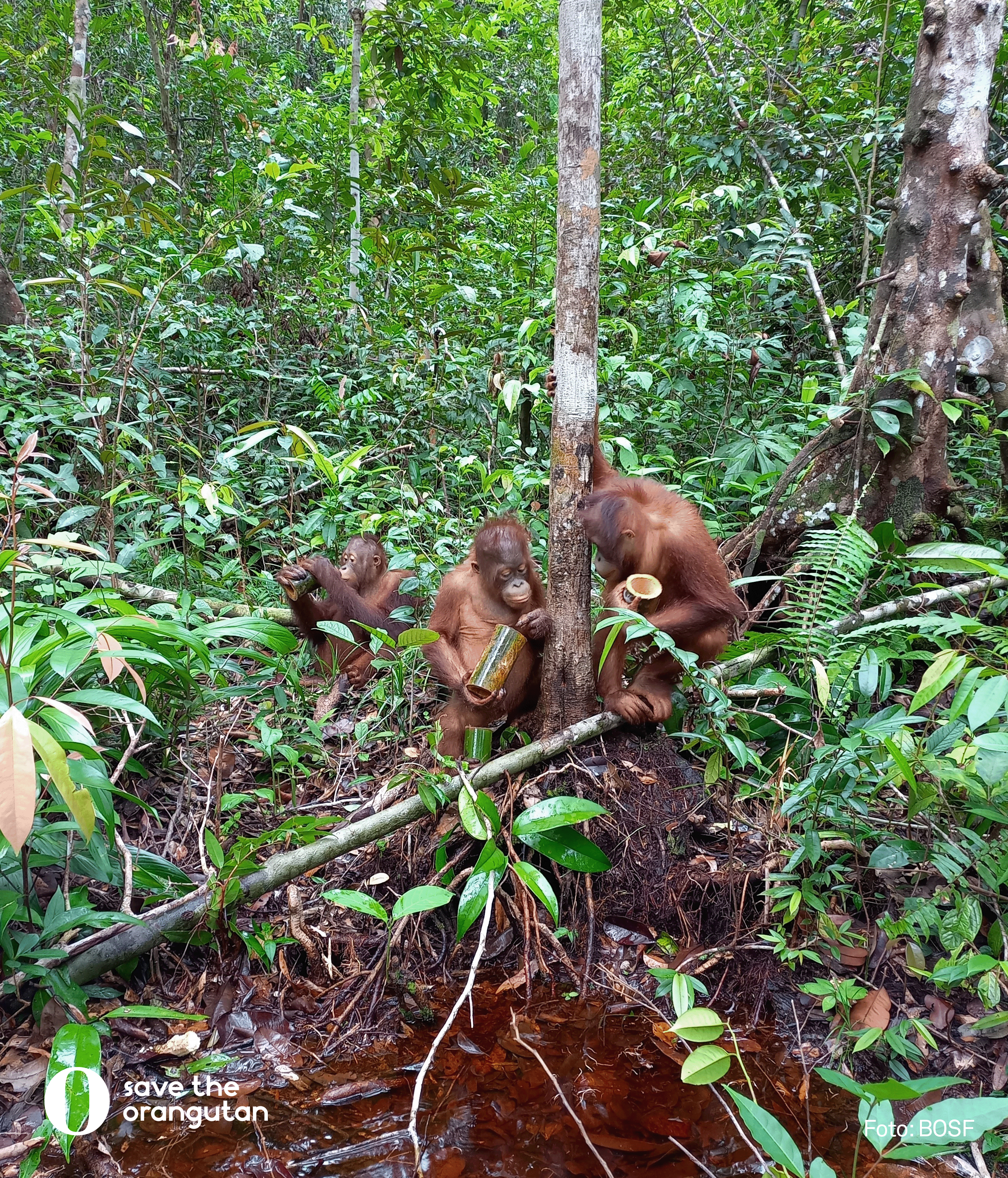 Orangutanger lär av varandra