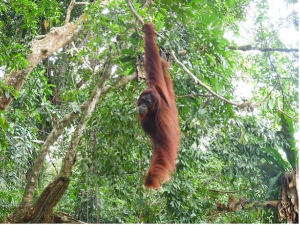 Projektet gav en ny syn på orangutanger som uppehåller sig på åkrar som gränsar till regnskogen. Foto: BOSF