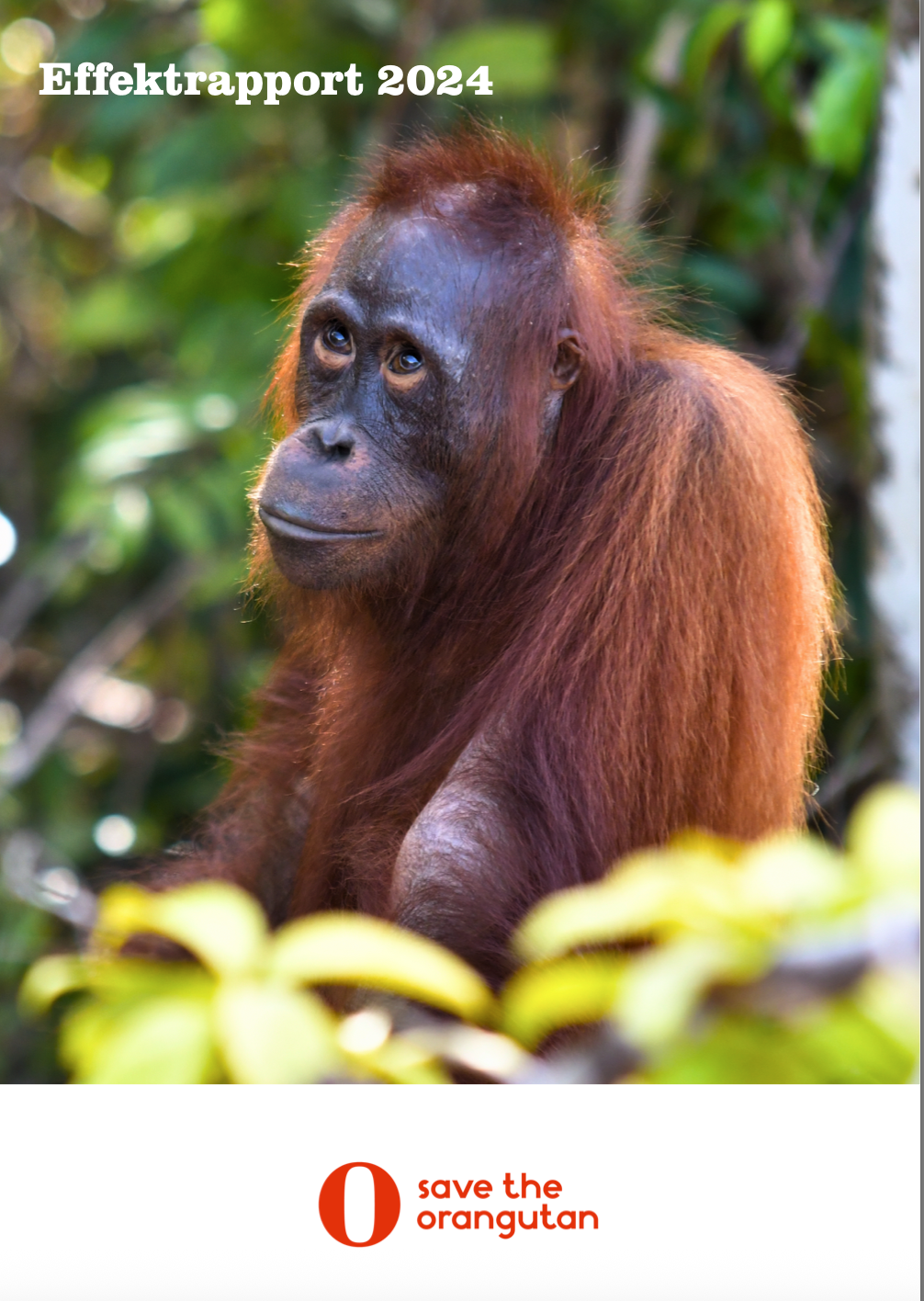 //redorangutangen.dk/app/uploads/sites/3/2025/09/Screenshot-2025-09-30-at-12.19.25.png