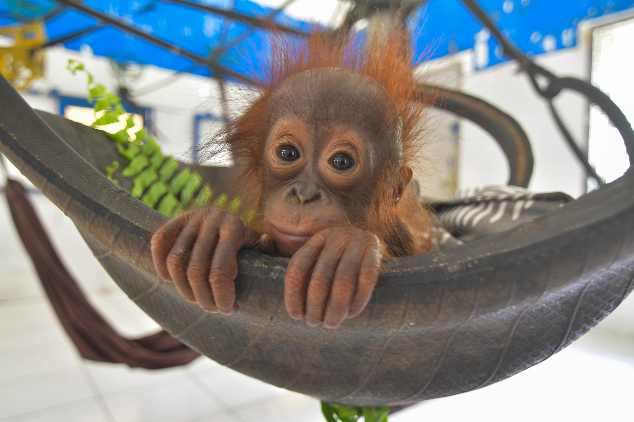 ung-orangutang-upphittades-ensam-p-plantage-save-the-orangutan-sverige