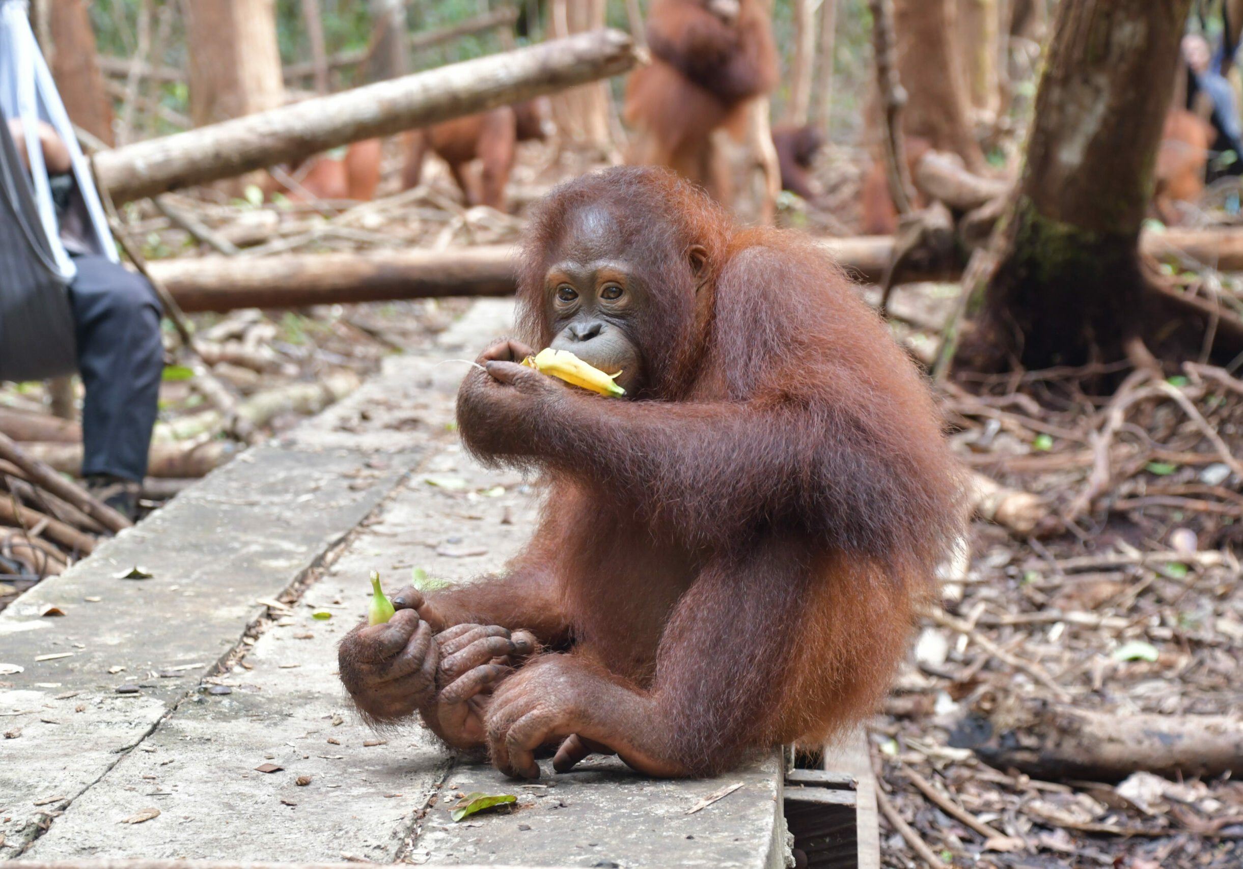 Jeni by Indrayana (BOS_4507)