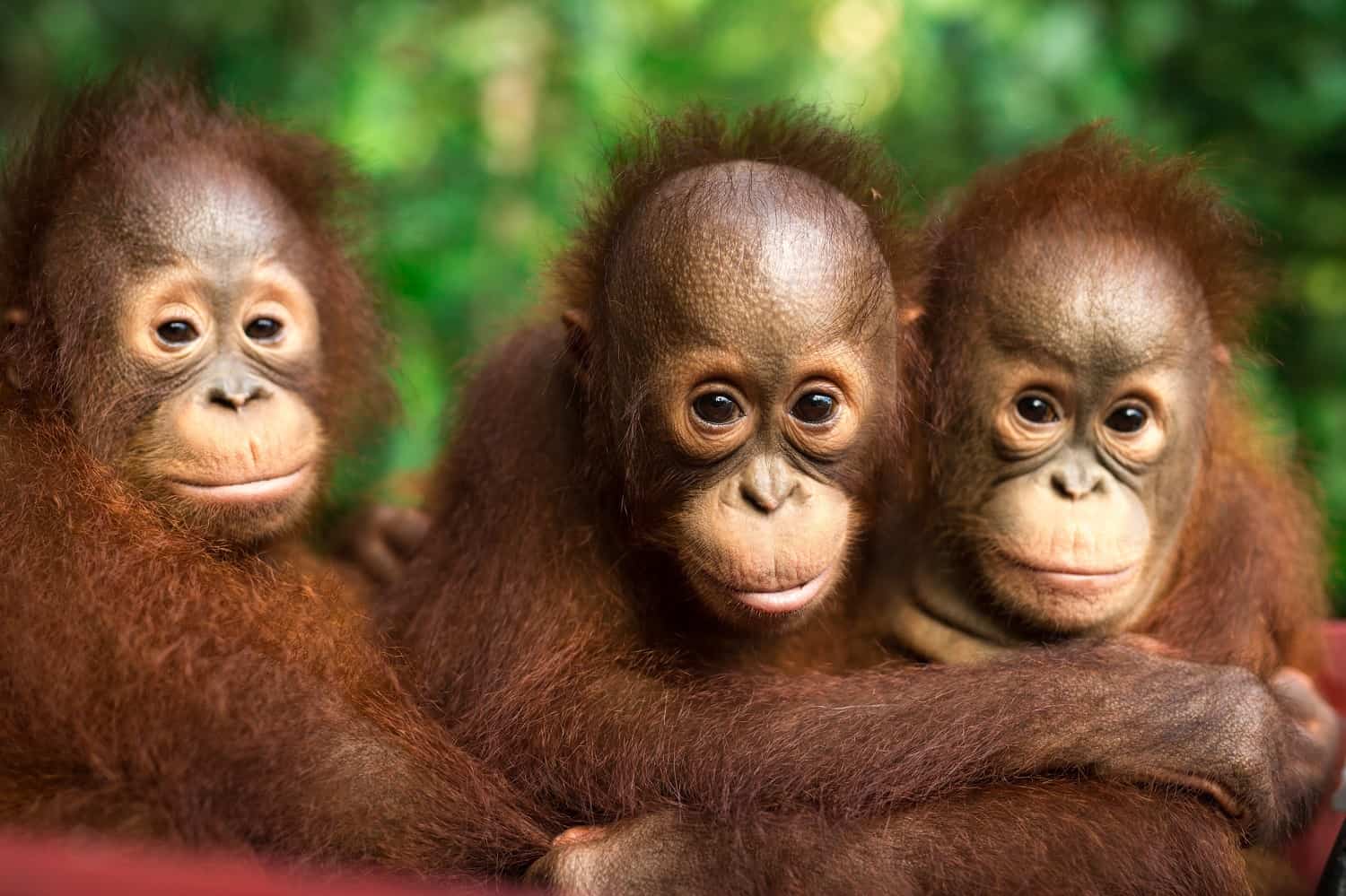 Headed back to the nursery after a long day in the baby forest. BOS Foundation, Central Kalimantan, Indonesia