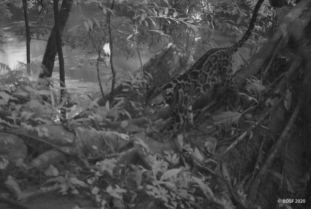 camera trap