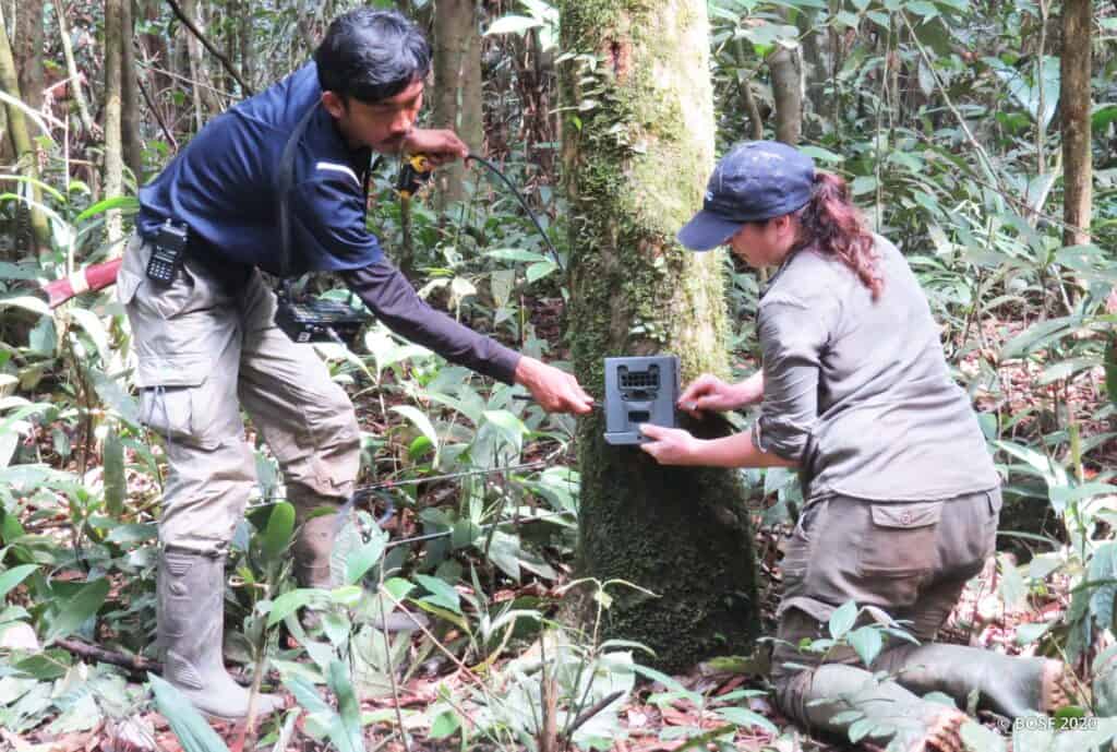 camera traps