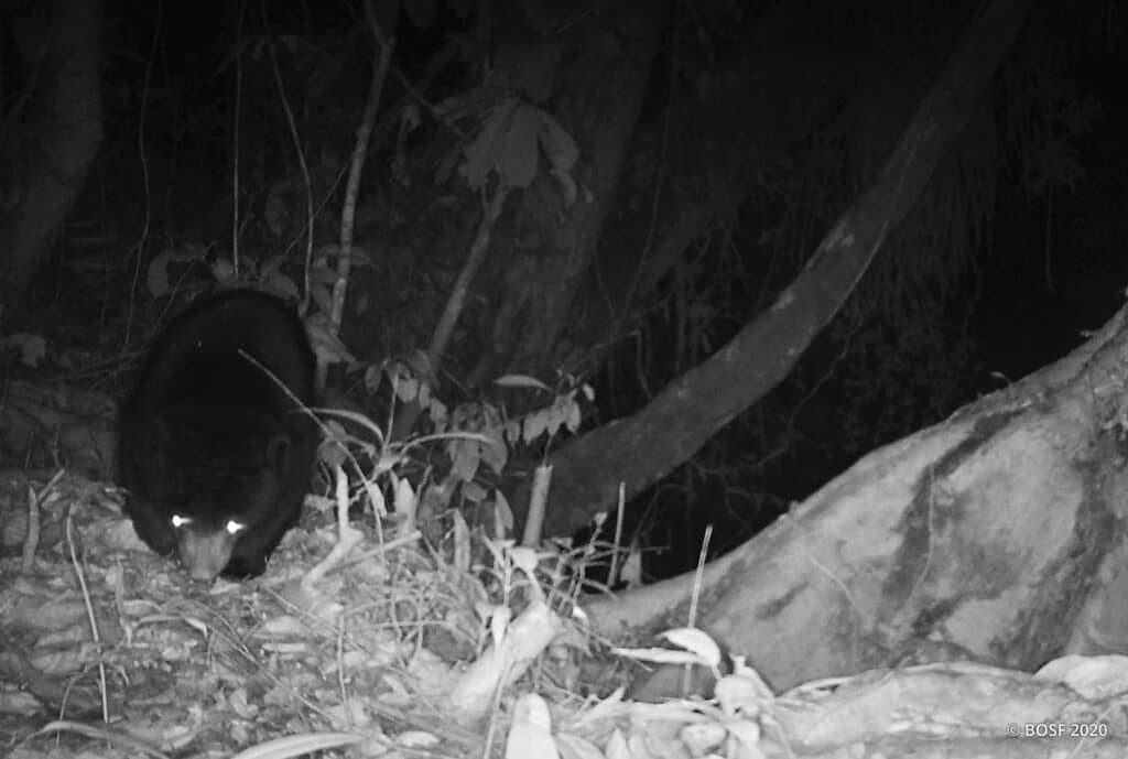 camera trap