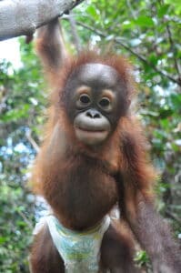12 orangutans rescued in 2020