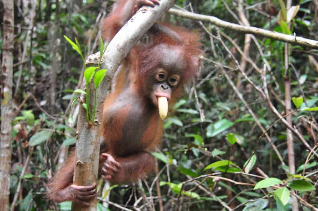 12 orangutans rescued in 2020