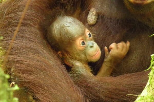 Released orangutan Signe has given birth to baby