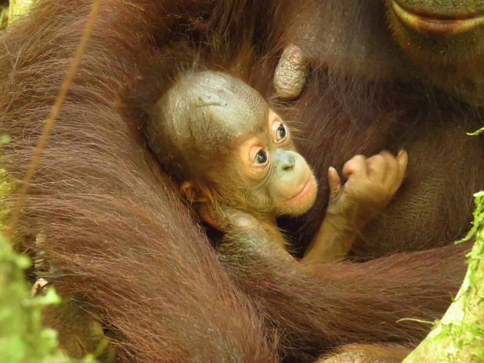 Released orangutan Signe has given birth to baby