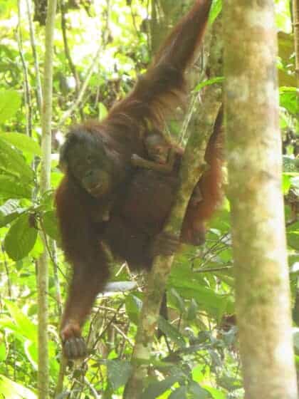 Released orangutan Signe has given birth to baby