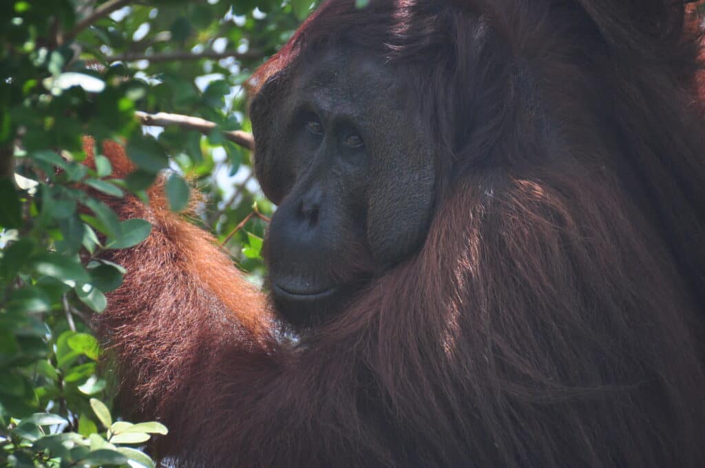 12 orangutans rescued in 2020