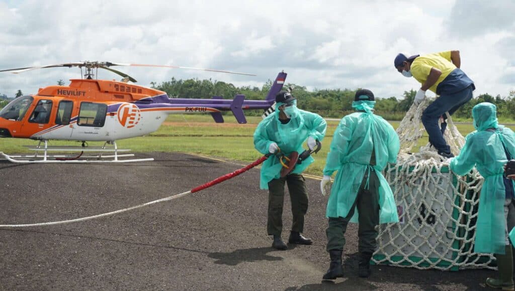 orangutans released