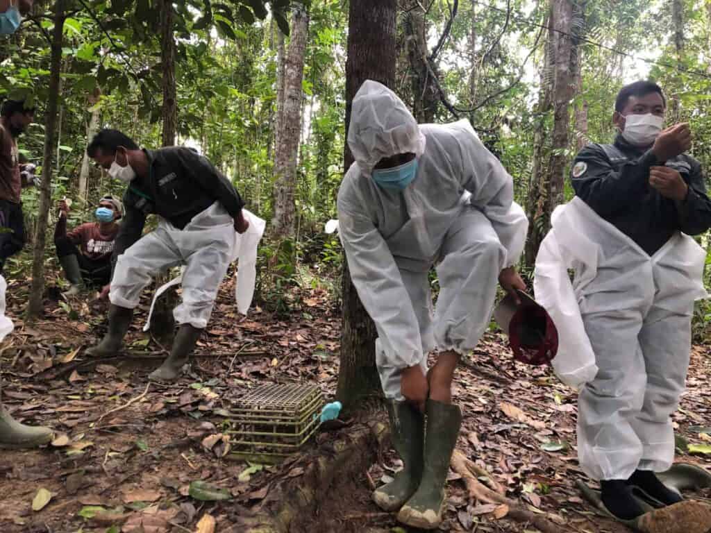 orangutans released