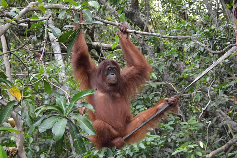 Orangutans moved to sanctuary island
