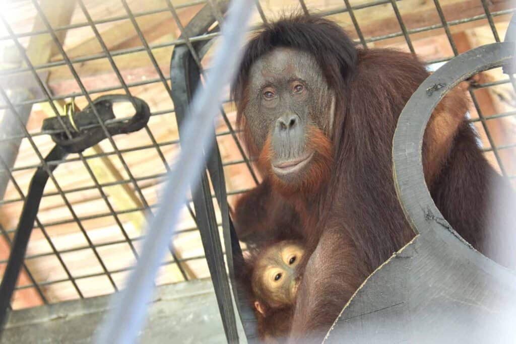orangutans released