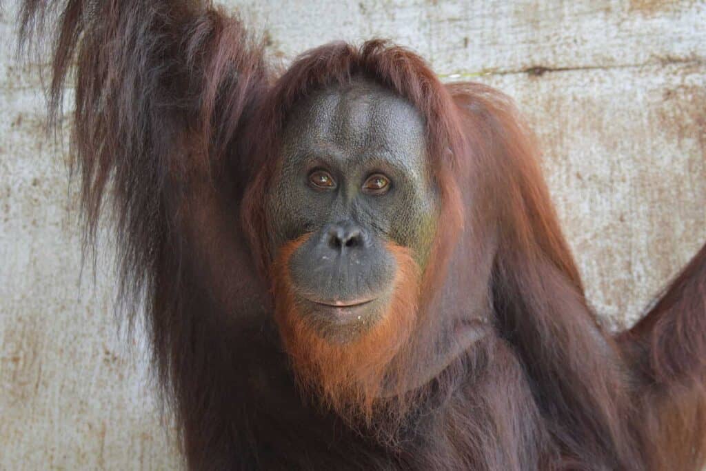 orangutans released