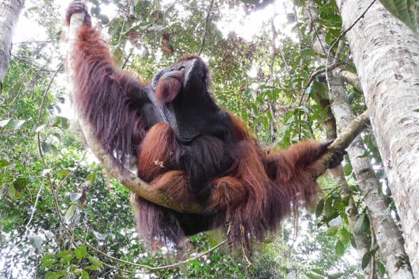 Update from released orangutans