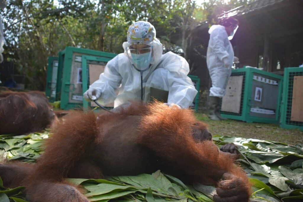 seven orangutans released