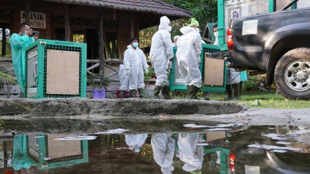 seven orangutans released