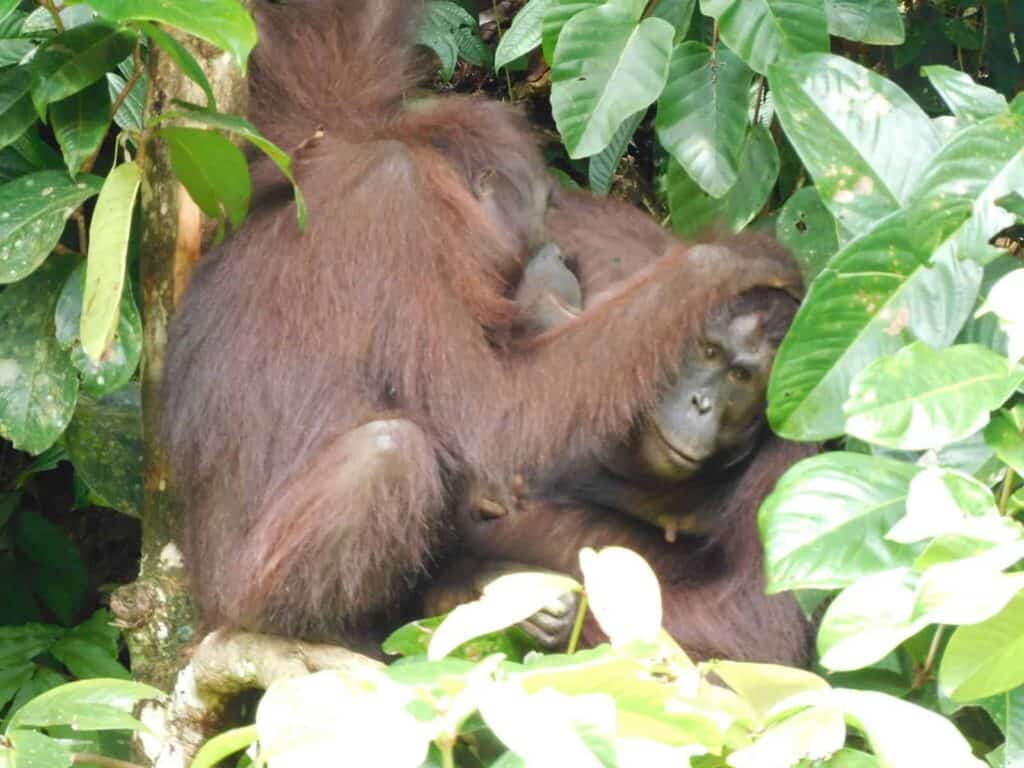 Three Orangutan Mothers Reunited