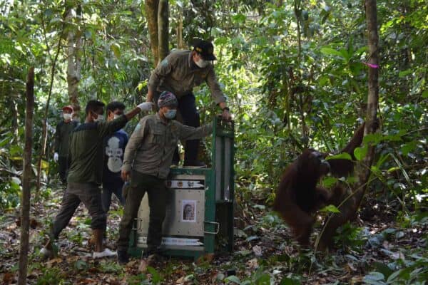 seven orangutans released