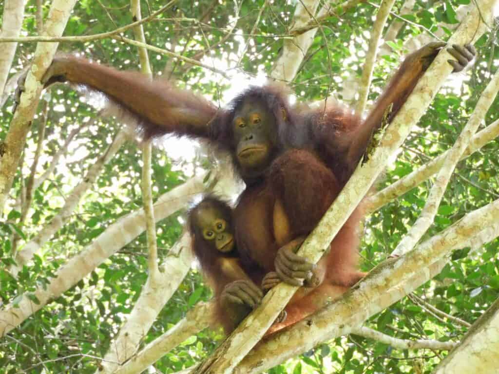 Three Orangutan Mothers Reunited