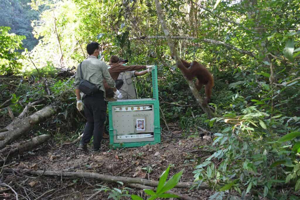 seven orangutans released